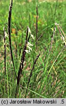 Nardus stricta