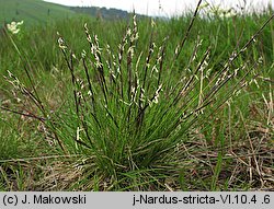 Nardus stricta