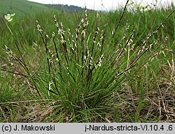 Nardus stricta