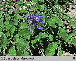 Nepeta racemosa (kocimiętka groniasta)