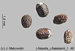 Nepeta ×faassenii (kocimiętka Faassena)