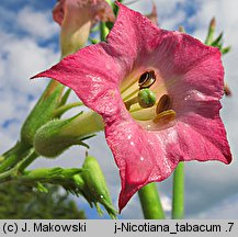 Nicotiana tabacum (tytoń szlachetny)