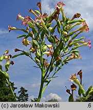 Nicotiana tabacum (tytoń szlachetny)