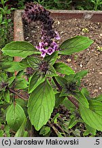 Ocimum basilicum (bazylia pospolita)