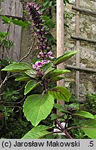 Ocimum basilicum (bazylia pospolita)