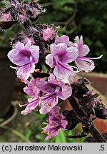 Ocimum basilicum (bazylia pospolita)