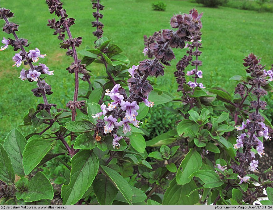 Ocimum basilicum (bazylia pospolita)