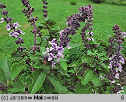 Ocimum basilicum (bazylia pospolita)