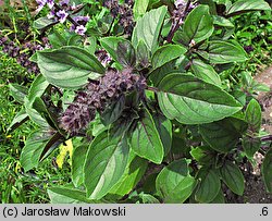 Ocimum basilicum (bazylia pospolita)