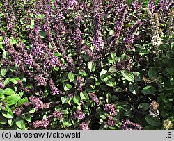 Ocimum basilicum (bazylia pospolita)