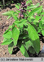 Ocimum basilicum (bazylia pospolita)