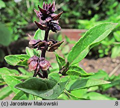 Ocimum basilicum (bazylia pospolita)