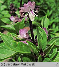 Ocimum basilicum (bazylia pospolita)