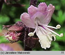 Ocimum basilicum (bazylia pospolita)