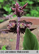 Ocimum basilicum (bazylia pospolita)