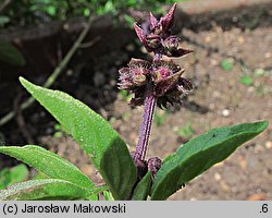 Ocimum basilicum (bazylia pospolita)