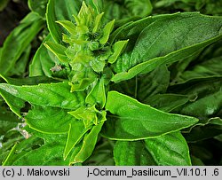 Ocimum basilicum (bazylia pospolita)