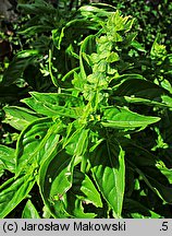 Ocimum basilicum (bazylia pospolita)