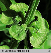 Ocimum basilicum (bazylia pospolita)