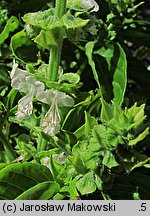 Ocimum basilicum (bazylia pospolita)