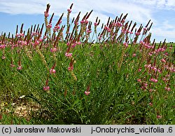 Onobrychis viciifolia (sparceta siewna)