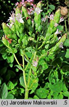 Origanum majorana (lebiodka majeranek)