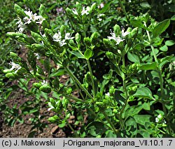 Origanum majorana (lebiodka majeranek)