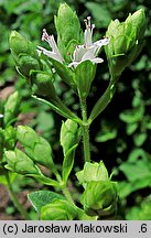 Origanum majorana (lebiodka majeranek)