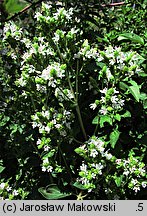 Origanum majorana (lebiodka majeranek)