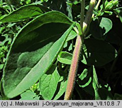 Origanum majorana (lebiodka majeranek)