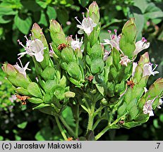 Origanum majorana (lebiodka majeranek)