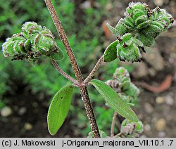 Origanum majorana (lebiodka majeranek)