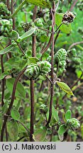 Origanum majorana (lebiodka majeranek)