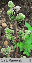 Origanum majorana (lebiodka majeranek)