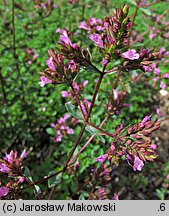 Origanum laevigatum Aromatico