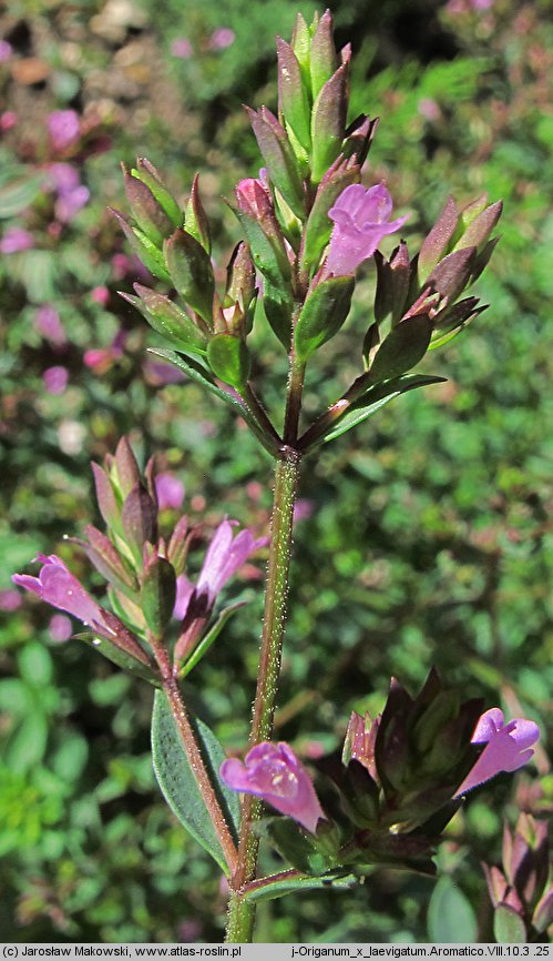 Origanum laevigatum Aromatico