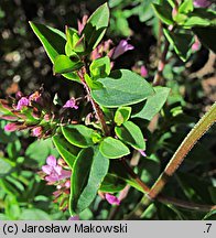 Origanum laevigatum Aromatico