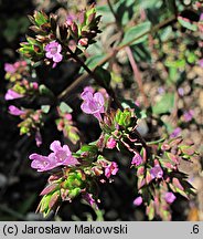 Origanum laevigatum Aromatico