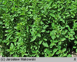 Origanum majorana (lebiodka majeranek)