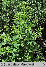 Origanum majorana (lebiodka majeranek)