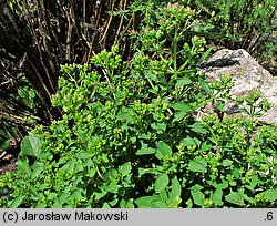 Origanum majorana (lebiodka majeranek)