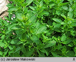 Origanum majorana (lebiodka majeranek)