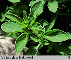 Origanum majorana (lebiodka majeranek)