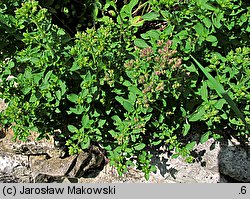 Origanum majorana (lebiodka majeranek)