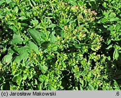 Origanum majorana (lebiodka majeranek)