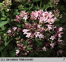 Origanum majorana (lebiodka majeranek)