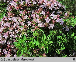 Origanum majorana (lebiodka majeranek)