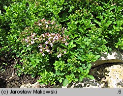 Origanum majorana (lebiodka majeranek)