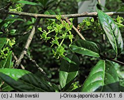 Orixa japonica (oriksa japońska)