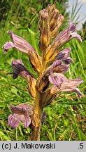 Phelipanche purpurea (zaraźnica niebieska)